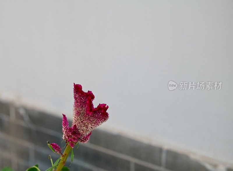 冠毛犬cockscomps (Celosia)